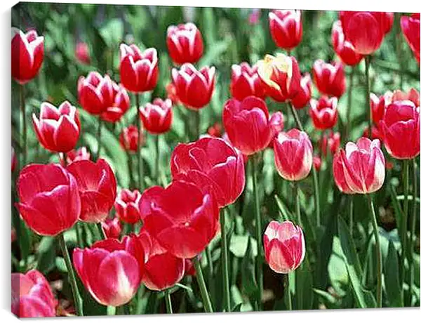 Постер на подрамнике - Тюльпаны