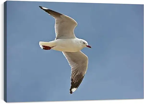 Постер на подрамнике - Чайка