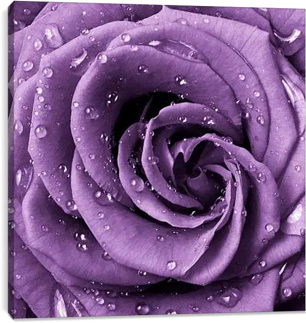 Постер на подрамнике - Капли росы