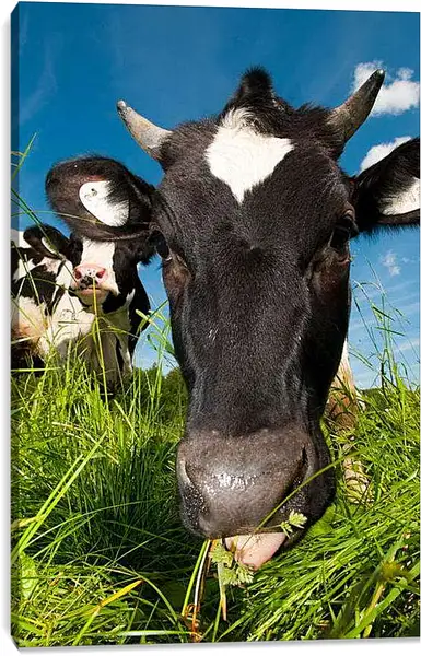 Постер на подрамнике - Коровушка
