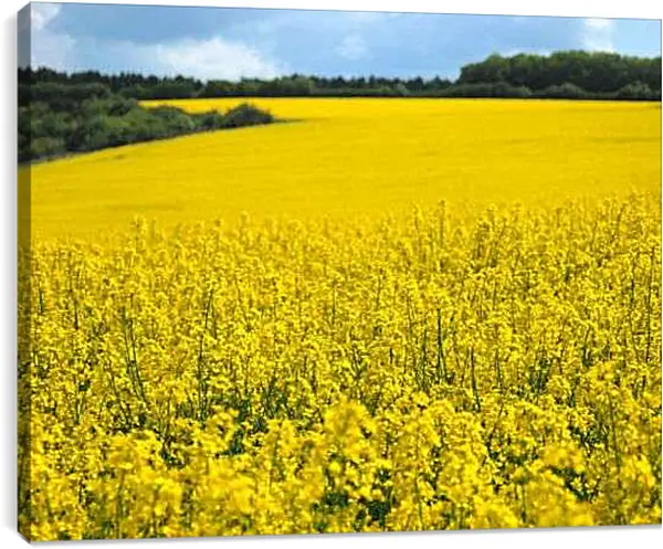 Постер на подрамнике - Желтое поле