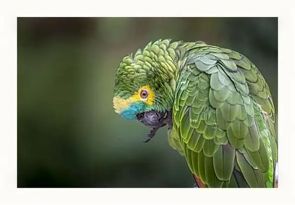 Картина в раме - Зелёный попугай чистит лаппку