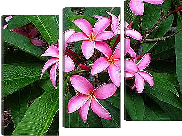 Модульная картина - Плюмерия