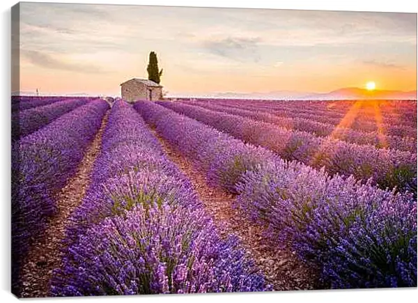 Постер на подрамнике - Поле лаванды на закате