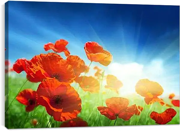 Постер на подрамнике - Маки в лучах восходящего солнца