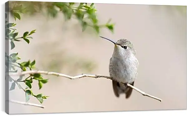 Постер на подрамнике - Колибри