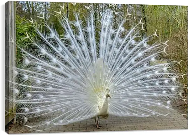 Постер на подрамнике - Белый павлин с распущенным хвостом