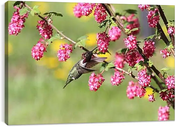 Постер на подрамнике - Колибри