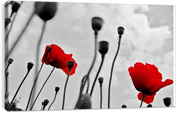 Постер на подрамнике - Маки