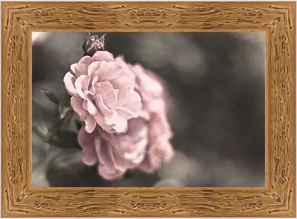 Картина в раме - Нежно-розовая роза