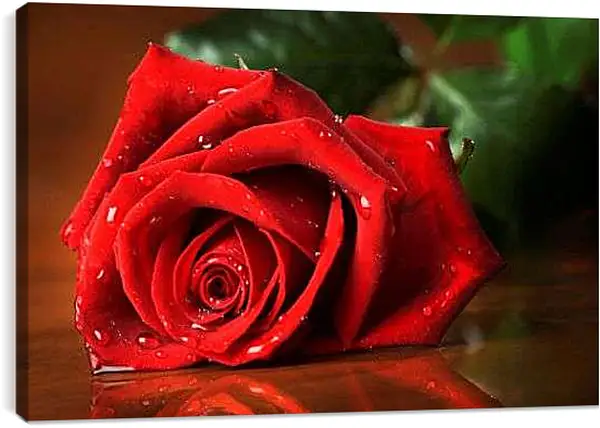 Постер на подрамнике - Красная роза с каплями воды