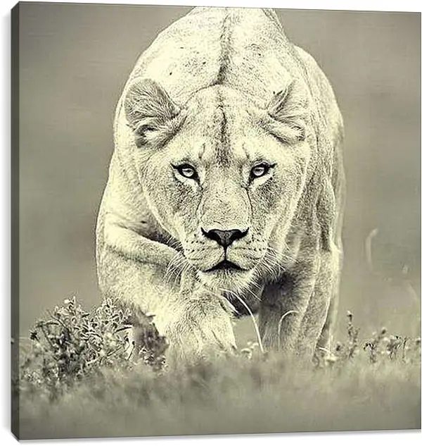 Постер на подрамнике - Львица на охоте