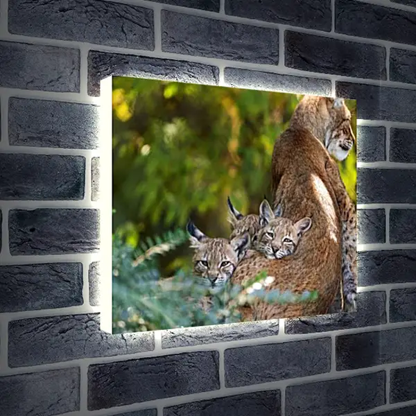 Лайтбокс световая панель - Рыси