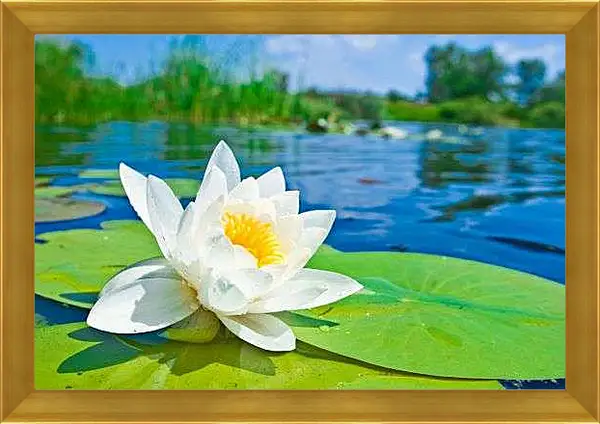 Картина в раме - Красивая водяная лилия