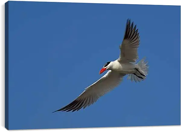 Постер на подрамнике - Чайка