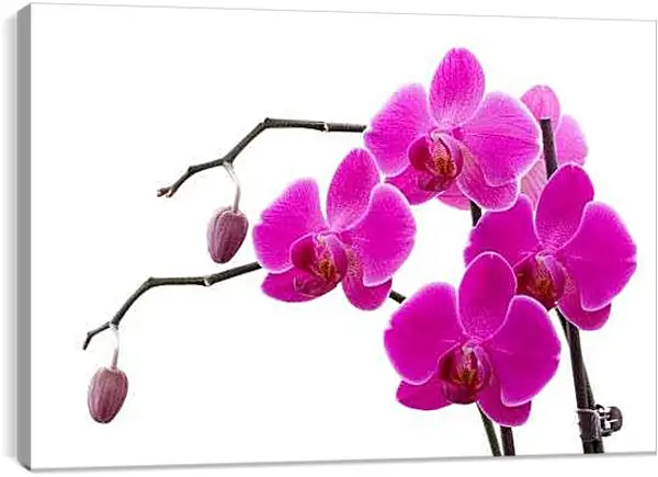Постер на подрамнике - Орхидеи