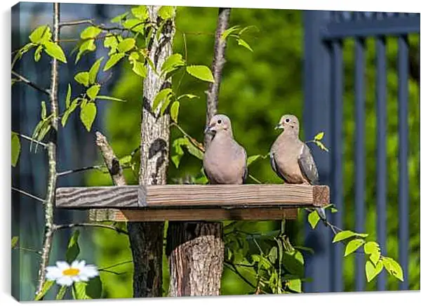 Постер на подрамнике - Голуби
