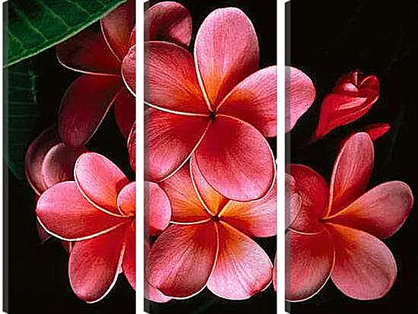 Модульная картина - Плюмерия