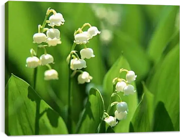 Постер на подрамнике - Ландыши