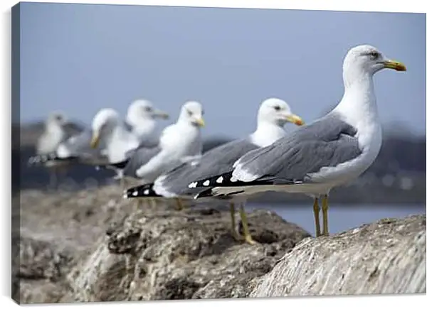 Постер на подрамнике - Чайки