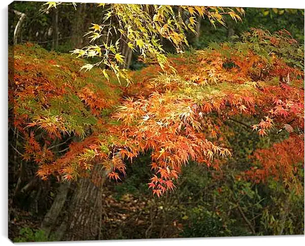 Постер на подрамнике - Осень