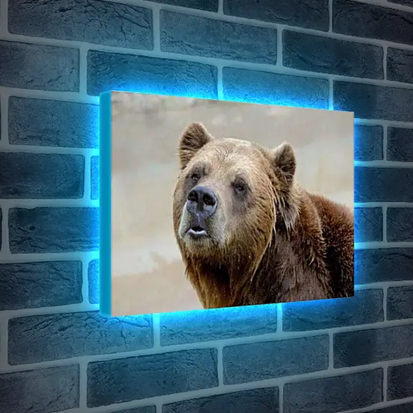 Лайтбокс световая панель - Медведь