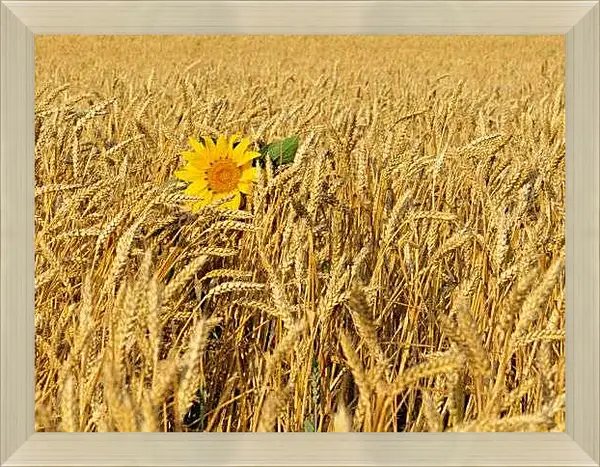 Картина в раме - Один подсолнух