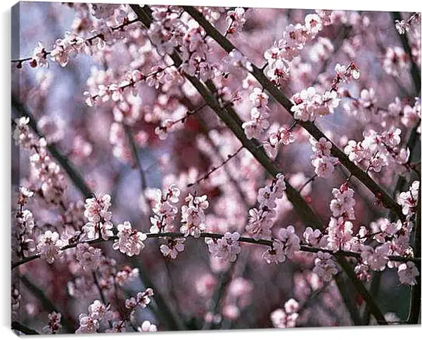 Постер на подрамнике - Весна