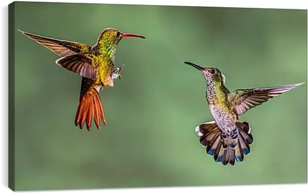 Постер на подрамнике - Колибри