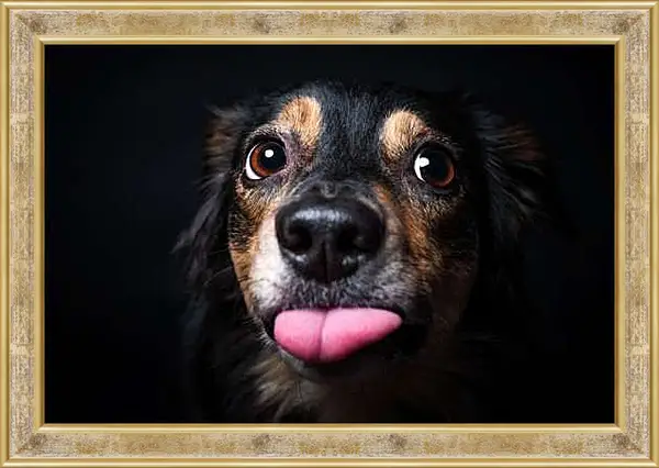 Картина в раме - Собака
