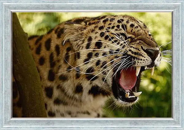 Картина в раме - Леопард