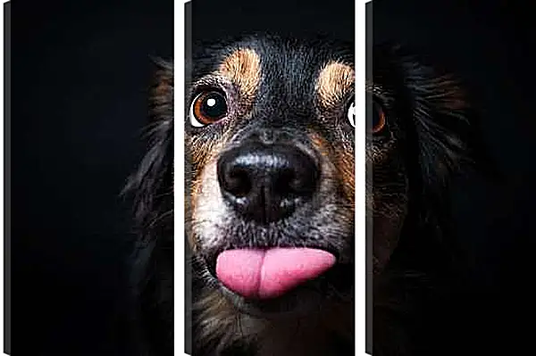 Модульная картина - Собака