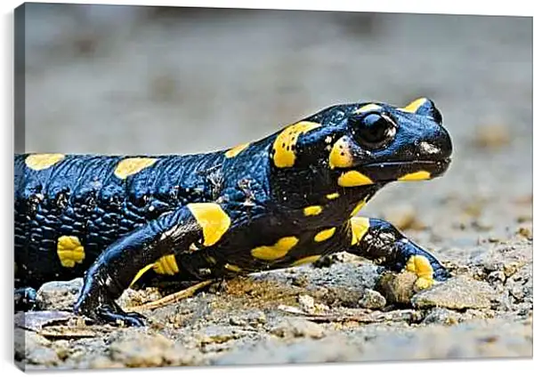 Постер на подрамнике - Рептилии