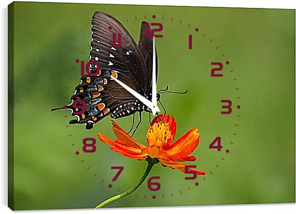 Часы картина - Бабочка-монарх на цветке