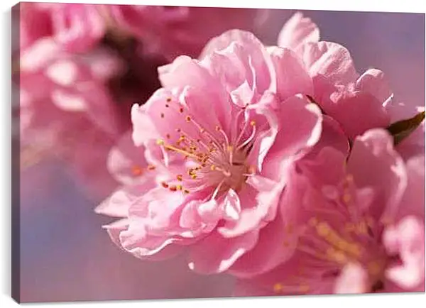 Постер на подрамнике - Цветок сакуры