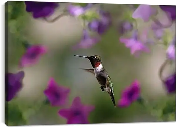 Постер на подрамнике - Колибри