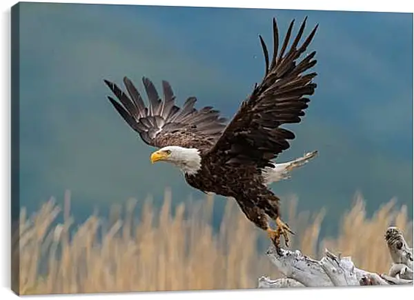 Постер на подрамнике - Орёл на взлёте