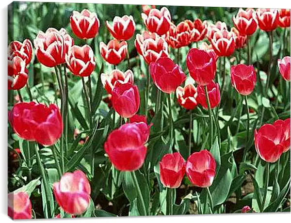 Постер на подрамнике - Тюльпаны
