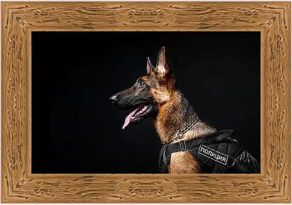 Картина в раме - Портрет собаки на черном фоне в студии