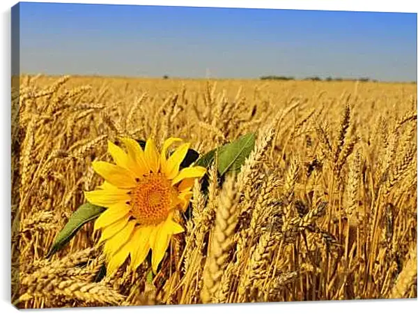 Постер на подрамнике - Подсолнух с листьями