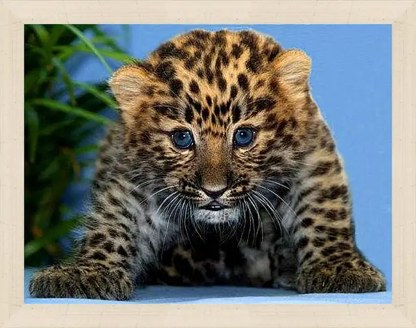 Картина в раме - Детеныш леопарда
