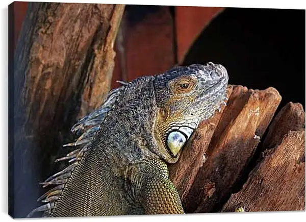 Постер на подрамнике - Рептилии