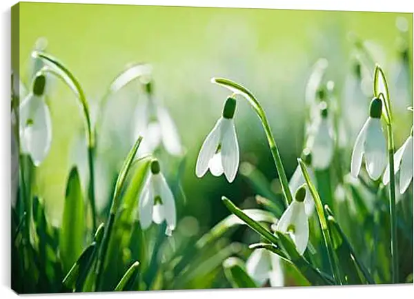 Постер на подрамнике - Подснежники в зеленой траве