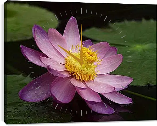 Часы картина - Сиреневый лотос