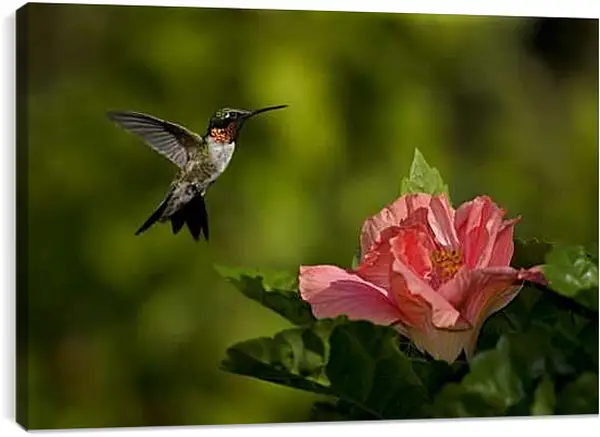 Постер на подрамнике - Колибри