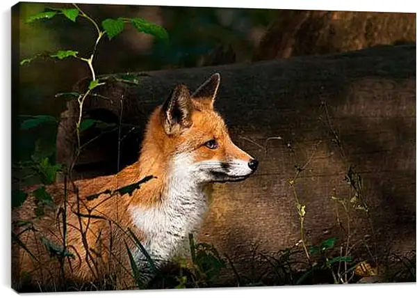 Постер на подрамнике - Лисица