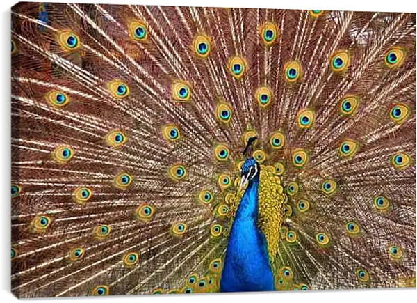 Постер на подрамнике - Павлин с распущенным хвостом