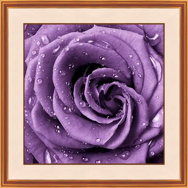 Картина в раме - Капли росы