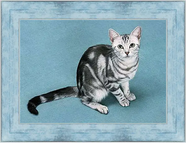 Картина в раме - Кошки