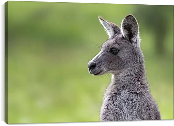 Постер на подрамнике - Кенгуру